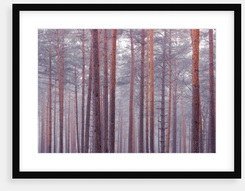 Tree trunks by Assaf Frank